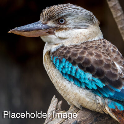 Kookaburra (Darren) - Deposit